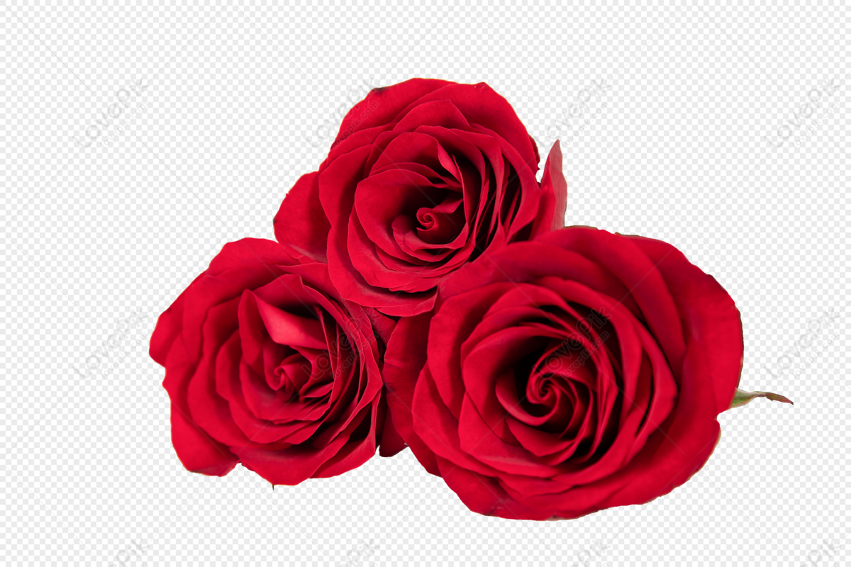 Red Rose PNG Image Free Download And Clipart Image For Free ...