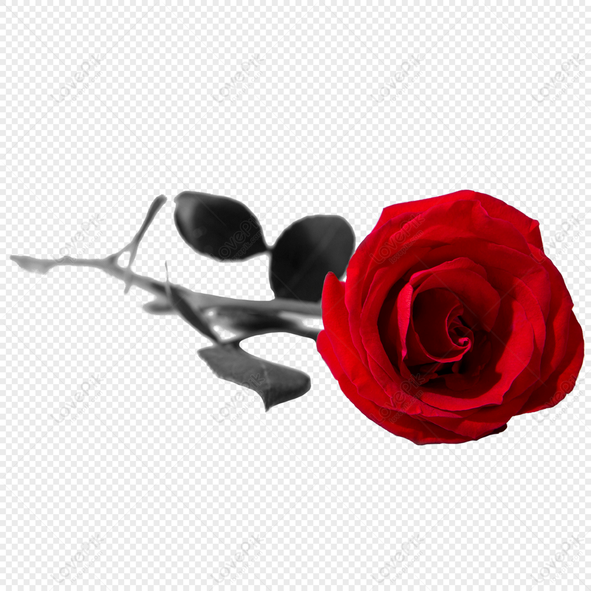 Rose Flower Element PNG Free Download And Clipart Image For Free ...