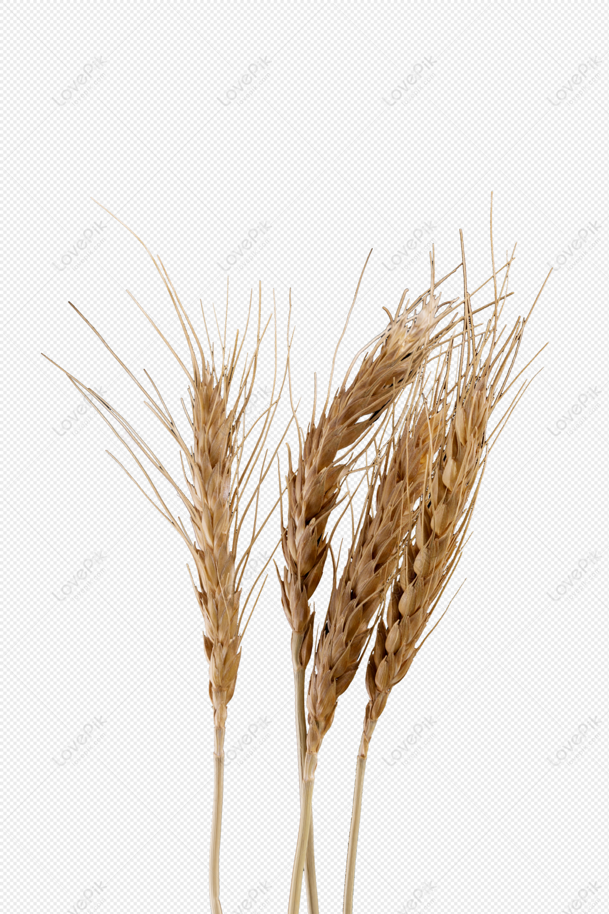 Стоковые фотографии по запросу Колосья пшеницы