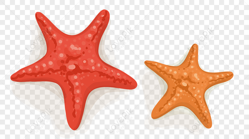 Starfish Png Images With Transparent Background Free Download On Lovepik