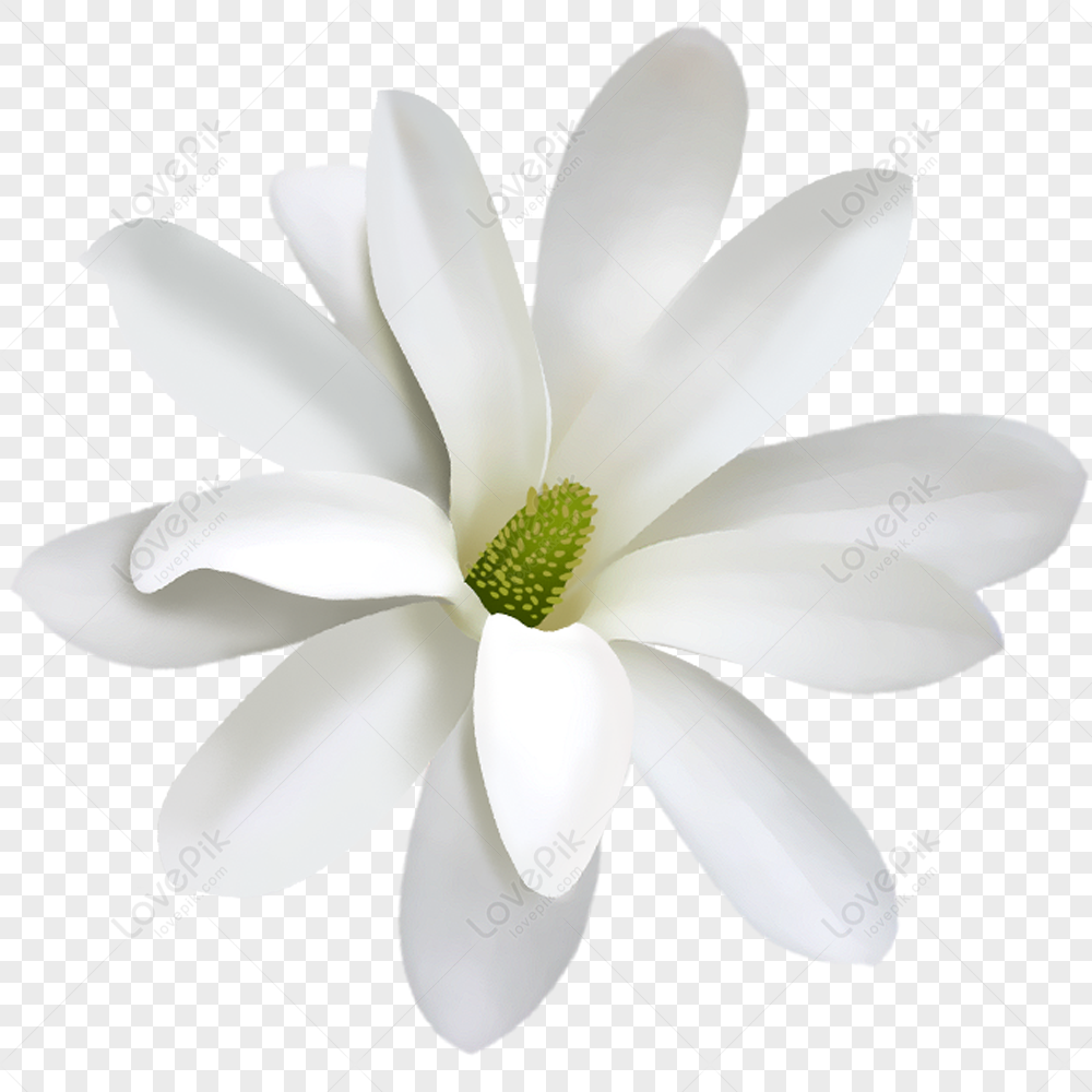 White Flower PNG Images With Transparent Background | Free Download On  Lovepik