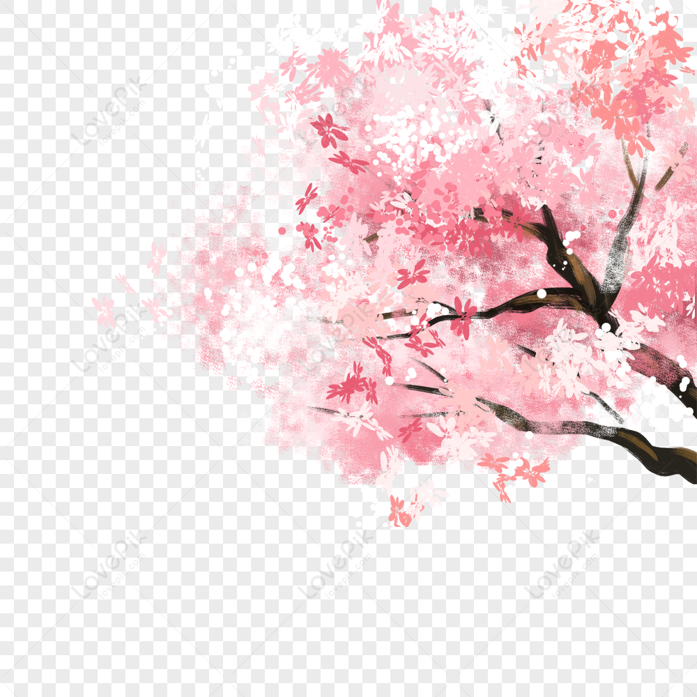 Cherry Blossom Branch, Cherry Blossom Branch Pictures, Cherry Blossom ...