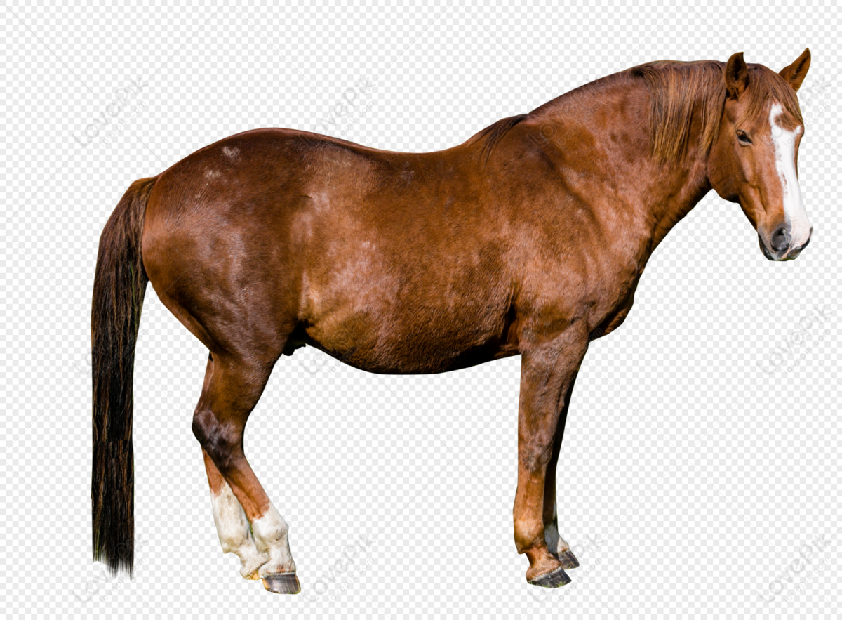 Fine Horse PNG Hd Transparent Image And Clipart Image For Free ...