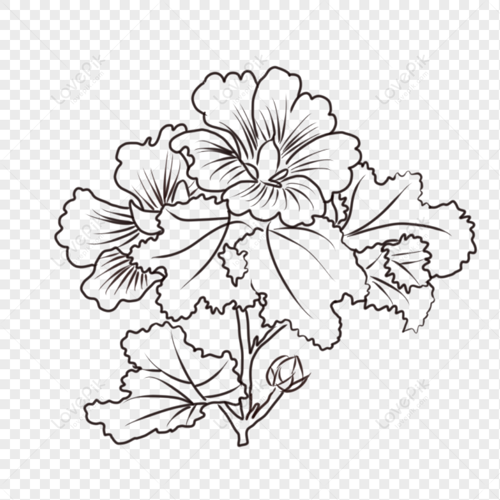 Flower Drawing PNG Images With Transparent Background | Free Download On  Lovepik