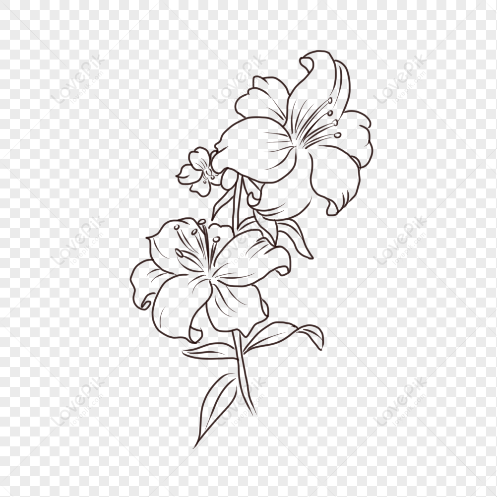 Flower Line Drawing PNG Transparent Image And Clipart Image For Free  Download - Lovepik | 401100407