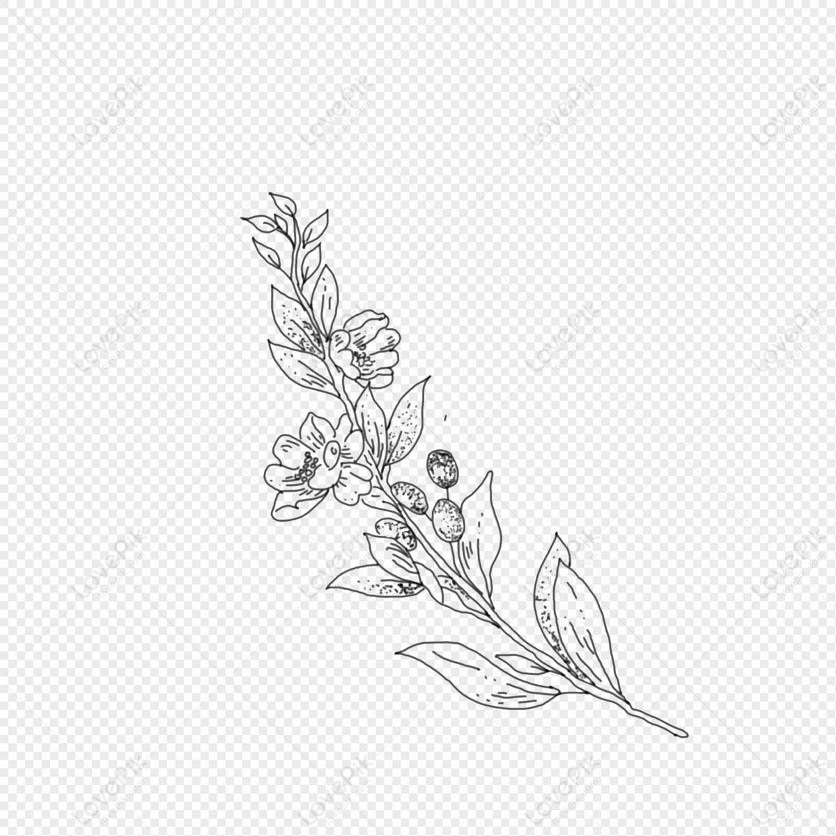Flower drawing Outline Drawing Images, Pictures