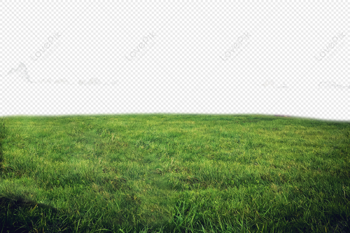 Hình nền động cánh đồng cỏ yên bình | Phong cảnh, Cuộc sống ngoài trời, Hình  nền