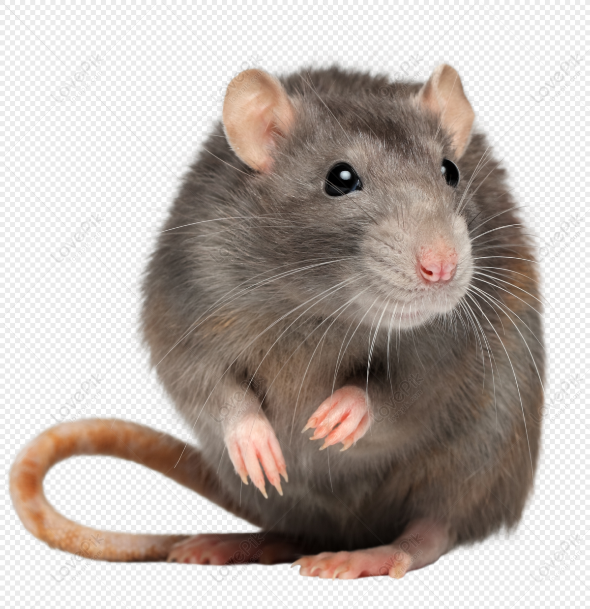 Hd Mouse PNG Hd Transparent Image And Clipart Image For Free ...