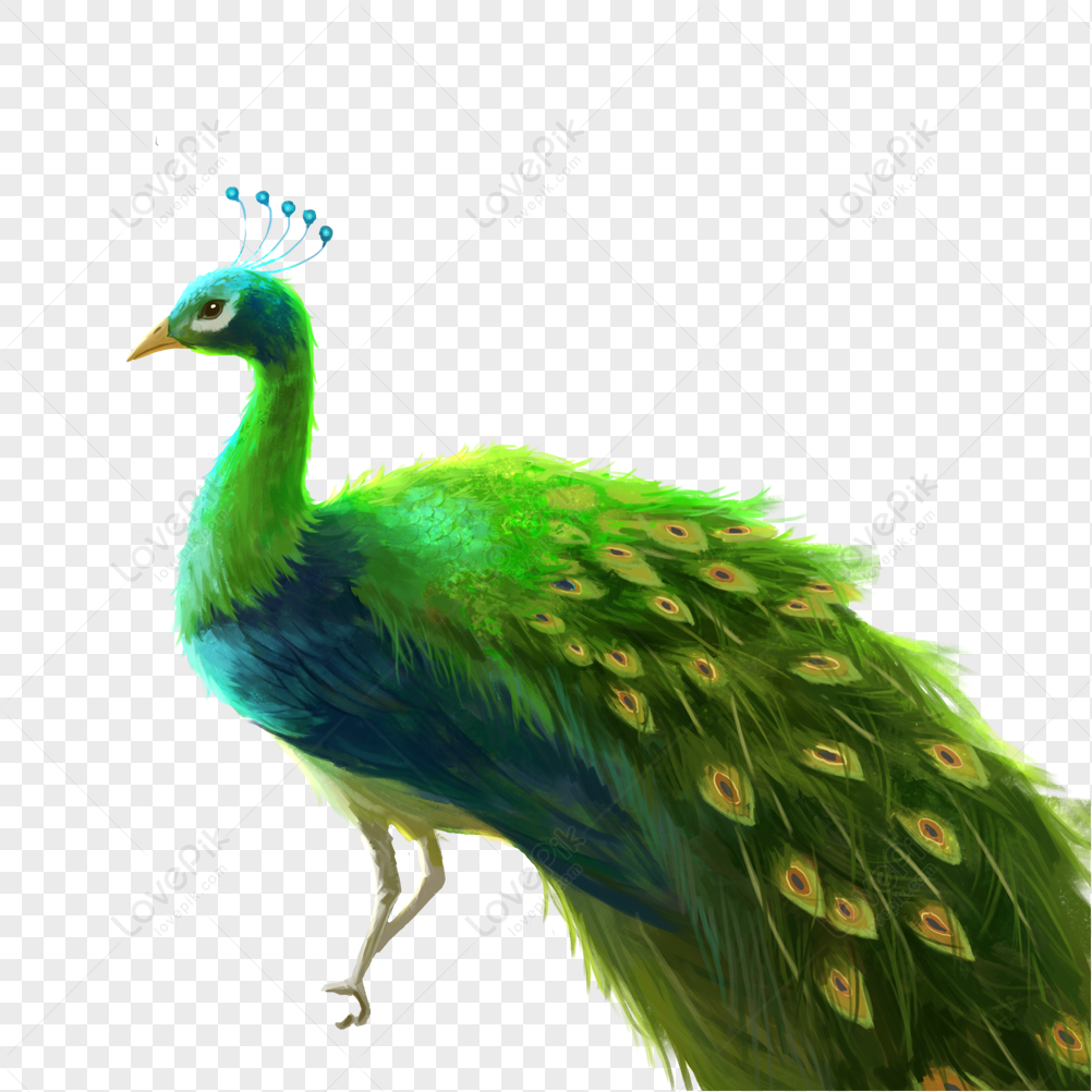 Peacock PNG Transparent Image And Clipart Image For Free Download - Lovepik  | 401071057