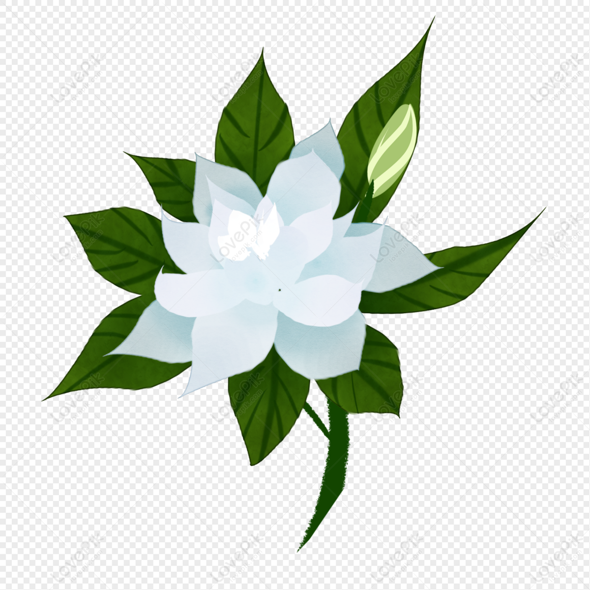 Hand Drawn Jasmine Flower Illustration With Line Art Stock Illustration -  Download Image Now - iStock