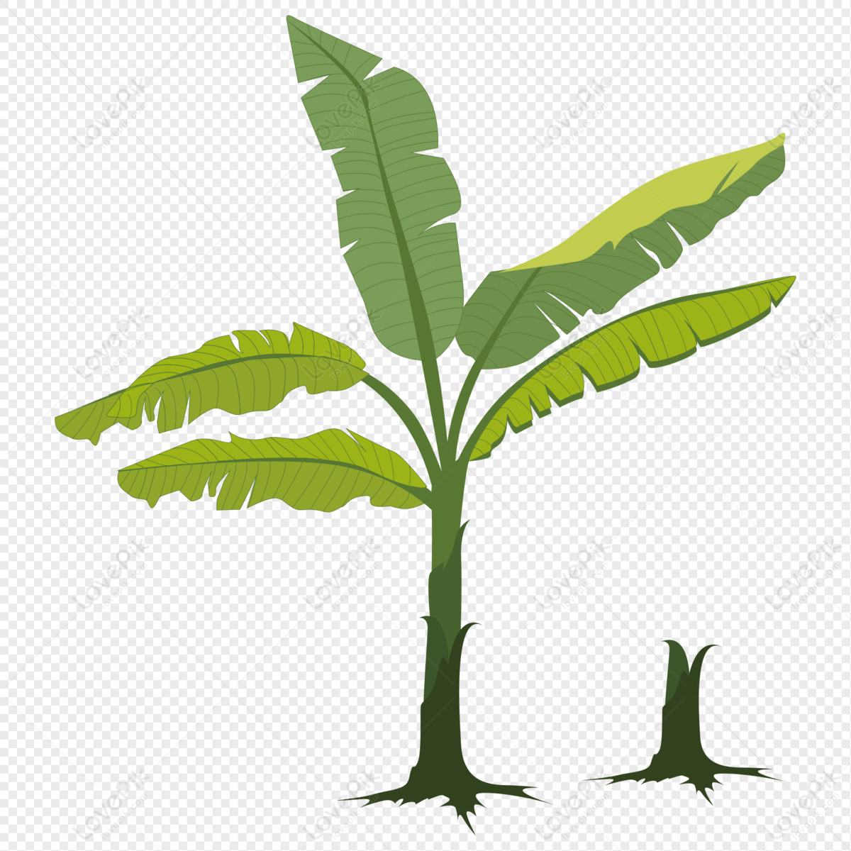 Banana Tree Illustration PNG Images With Transparent Background | Free ...