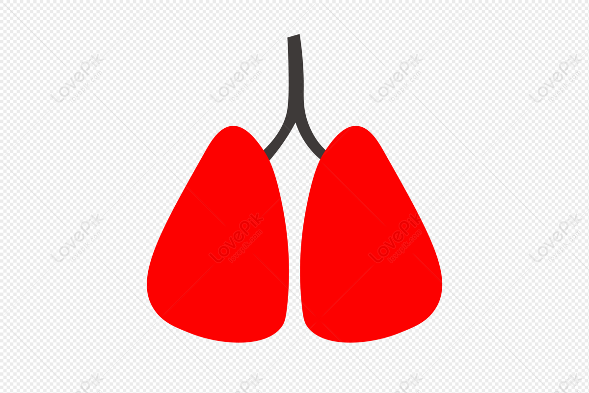 Cartoon Lungs PNG Images With Transparent Background | Free Download On  Lovepik