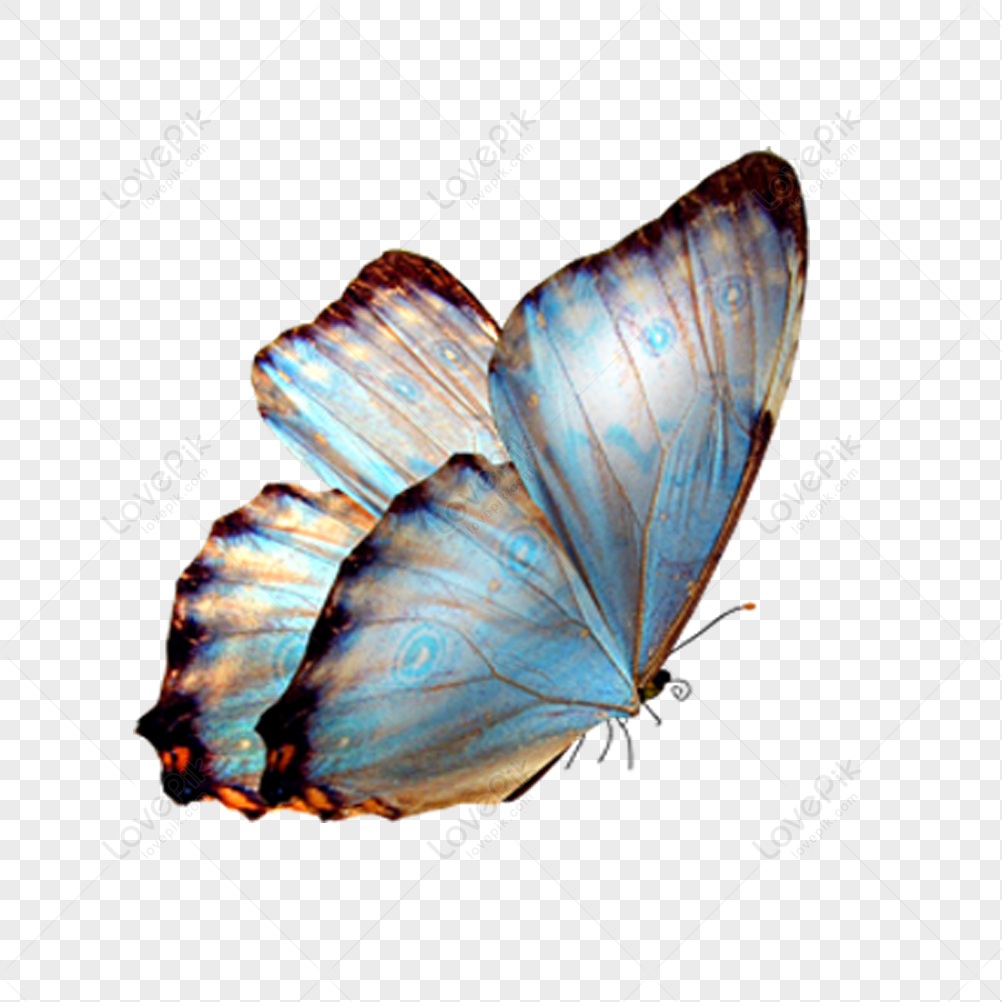 Flying Butterfly Images, HD Pictures For Free Vectors Download