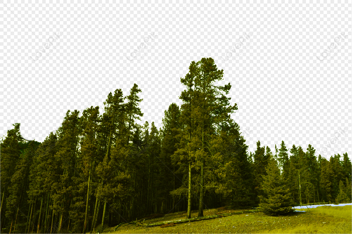 forest background png