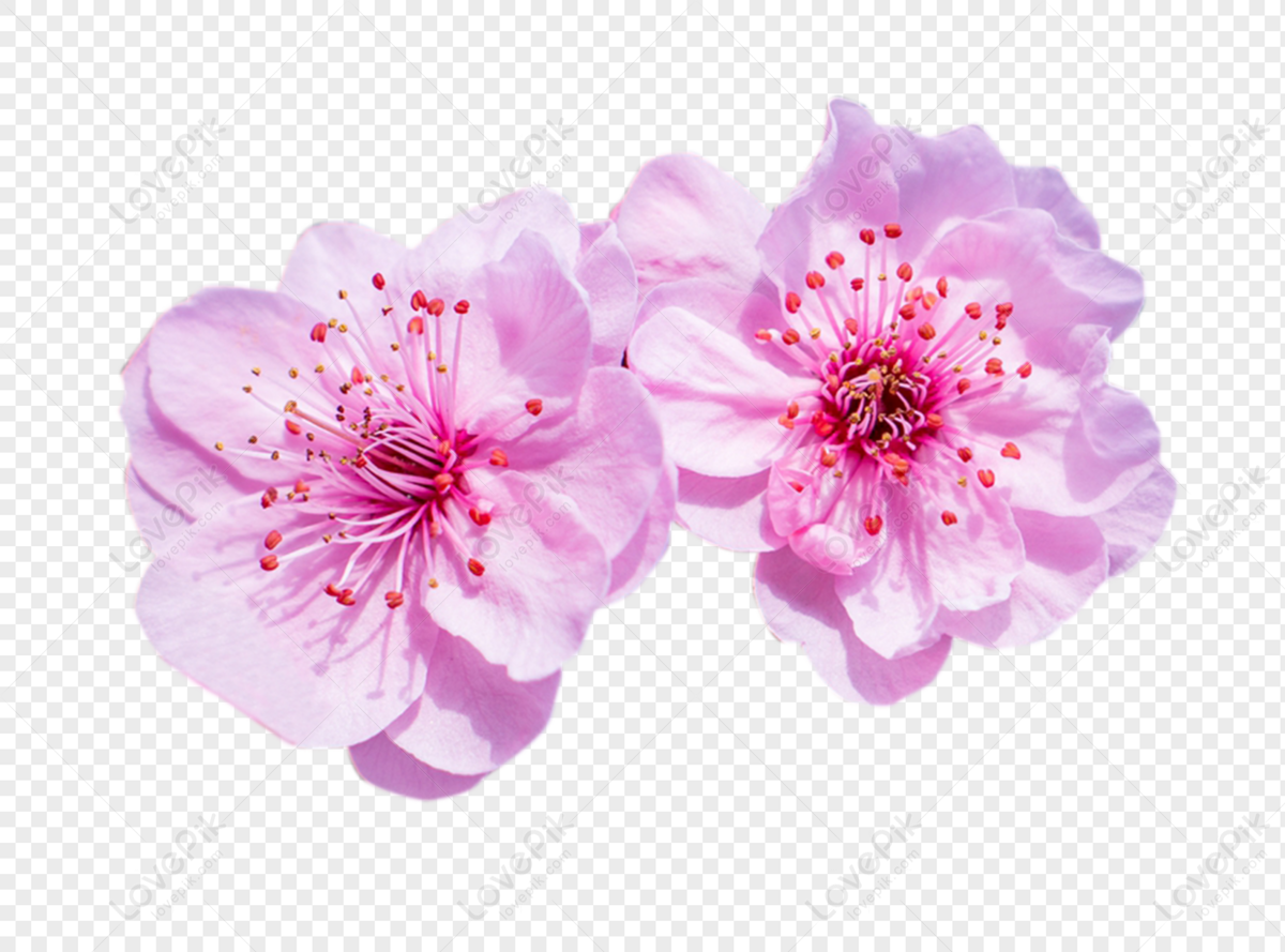 Hoa đào hồng thật sự quyến rũ và lãng mạn. Cùng ngắm nhìn những cánh hoa trắng tinh khôi với tông hồng nhẹ nhàng và thú vị. Hoa đào hồng đại diện cho sự yêu thương và sự tinh khiết. Tận hưởng không gian tuyệt vời với bức ảnh liên quan trong những ngày đầu xuân mới nhé!