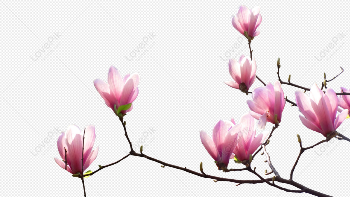 Flor De Primavera Flor De Magnolia PNG Imágenes Gratis - Lovepik
