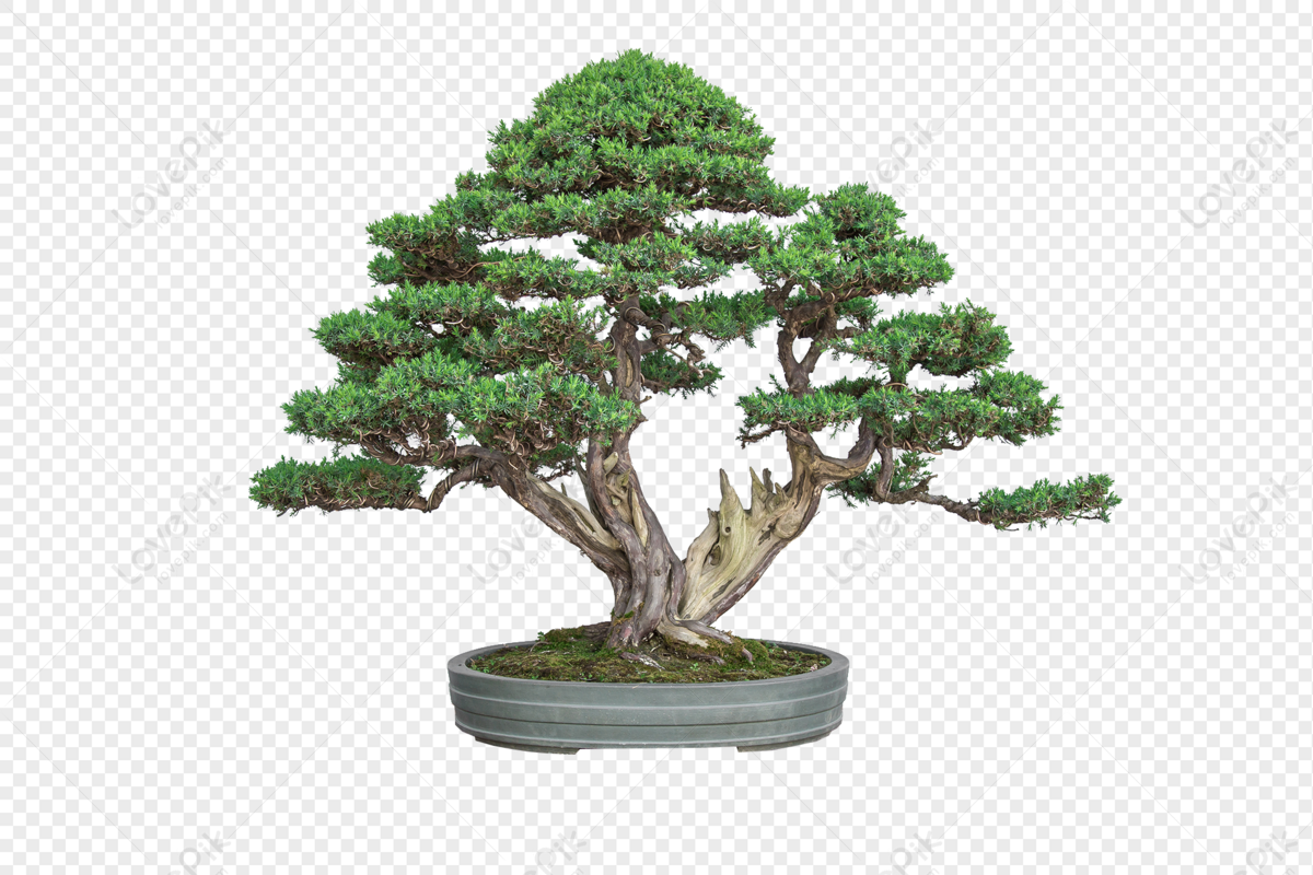 Bạn đang tìm kiếm hình ảnh về bonsai trong định dạng PNG? Chúng tôi có thể cung cấp cho bạn những bức ảnh đẹp nhất với độ phân giải cao để sử dụng vào các dự án của mình. Hãy cùng khám phá hình ảnh bonsai PNG tuyệt đẹp!