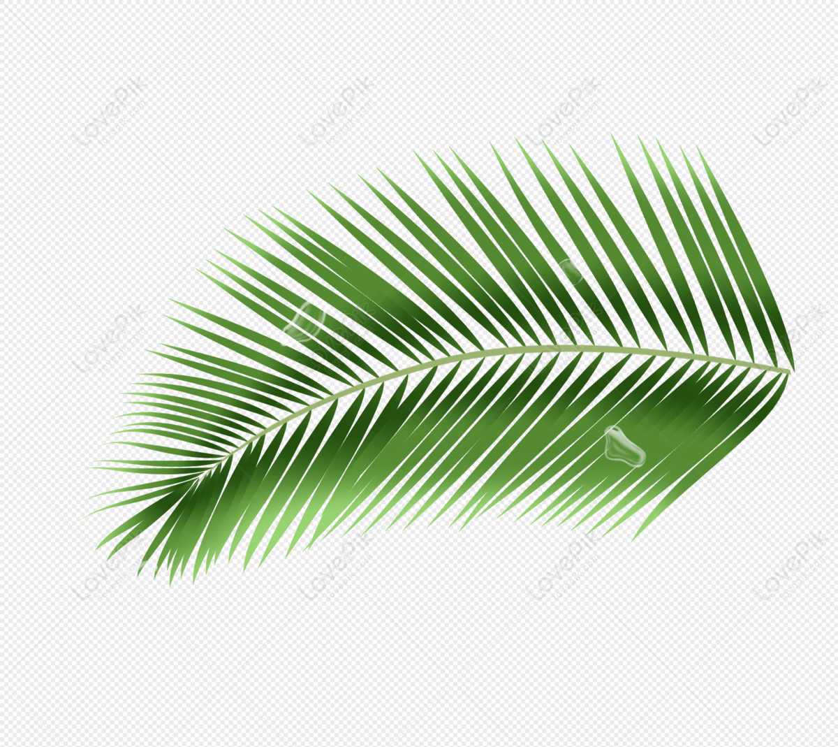 Hand drawn coconut leaf | premium image by rawpixel.com | Coconut leaves, Leaf  drawing, How to draw hands