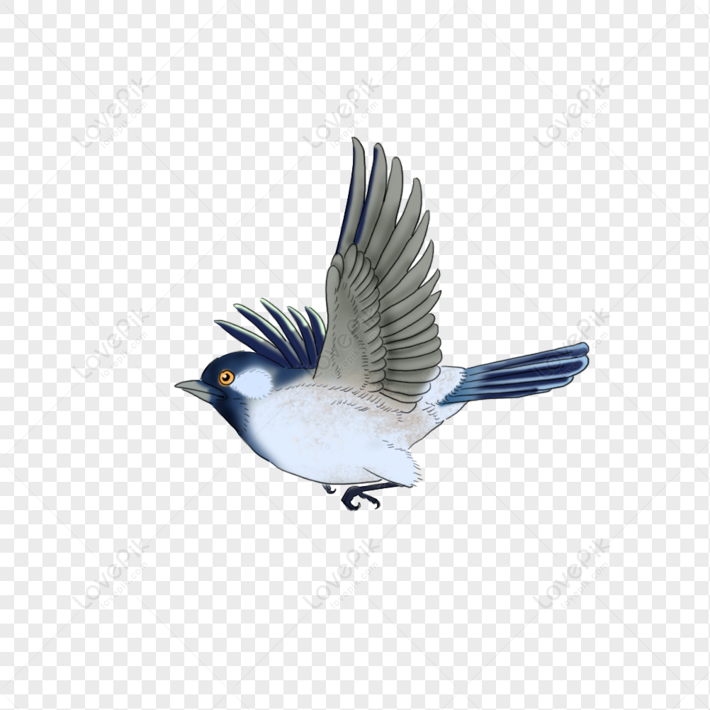 Bird PNG transparent image download, size: 900x572px