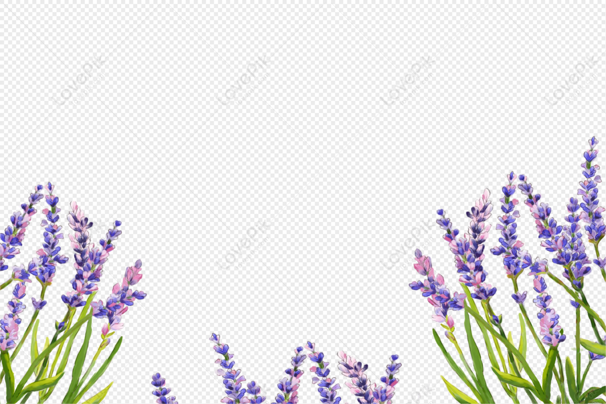 Lavender Flower Images, HD Pictures For Free Vectors Download 
