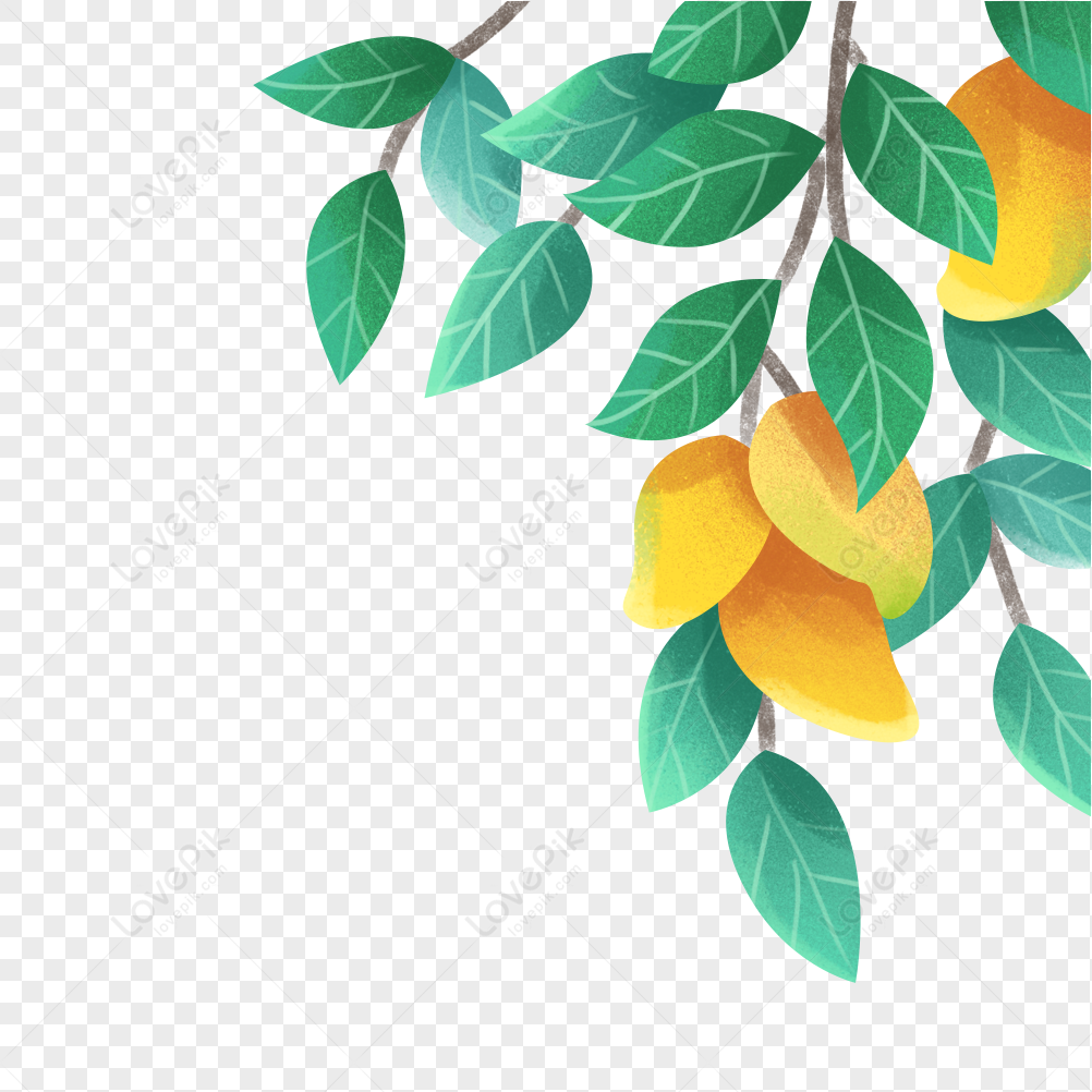 Mango Tree White Background: Over 2,734 Royalty-Free Licensable Stock  Illustrations & Drawings | Shutterstock