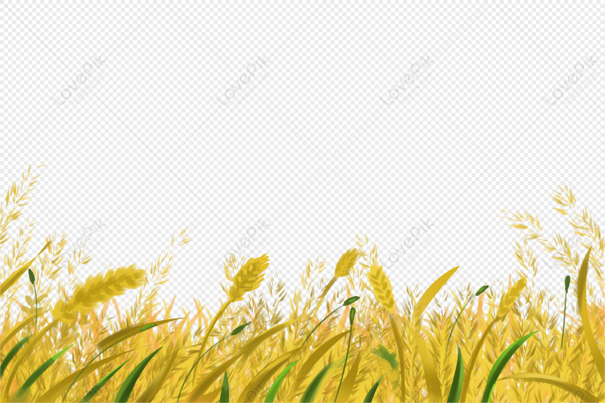 Hình nền : cánh đồng, Ngô, Số, cây 1600x1200 - wallup - 1102858 - Hình nền  đẹp hd - WallHere