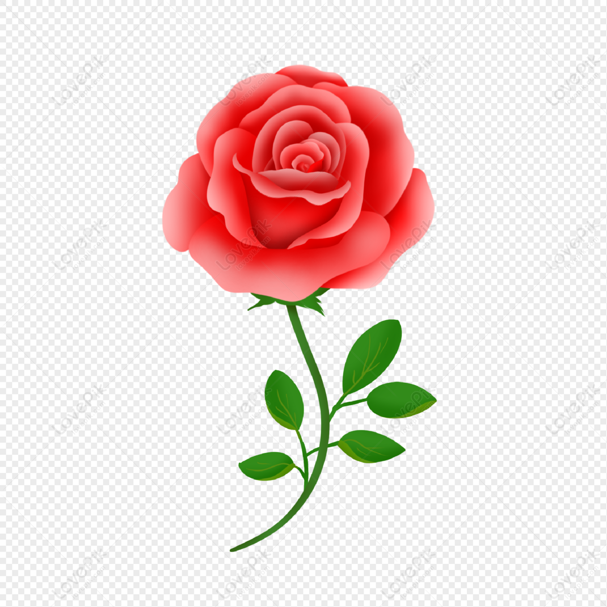 Hình ảnh Một Bông Hồng đỏ Nở PNG Miễn Phí Tải Về - Lovepik