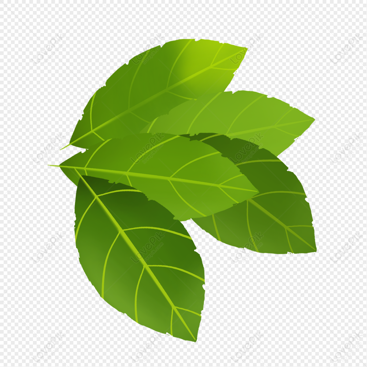 A Leaf Image PNG Free Download - Lovepik
