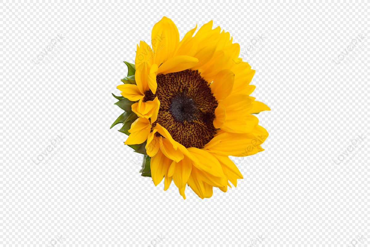 sunflower png