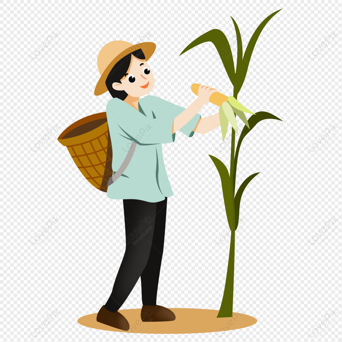 Cartoon Autumn Woman Harvesting Corn PNG Picture And Clipart Image For Free  Download - Lovepik | 401549645