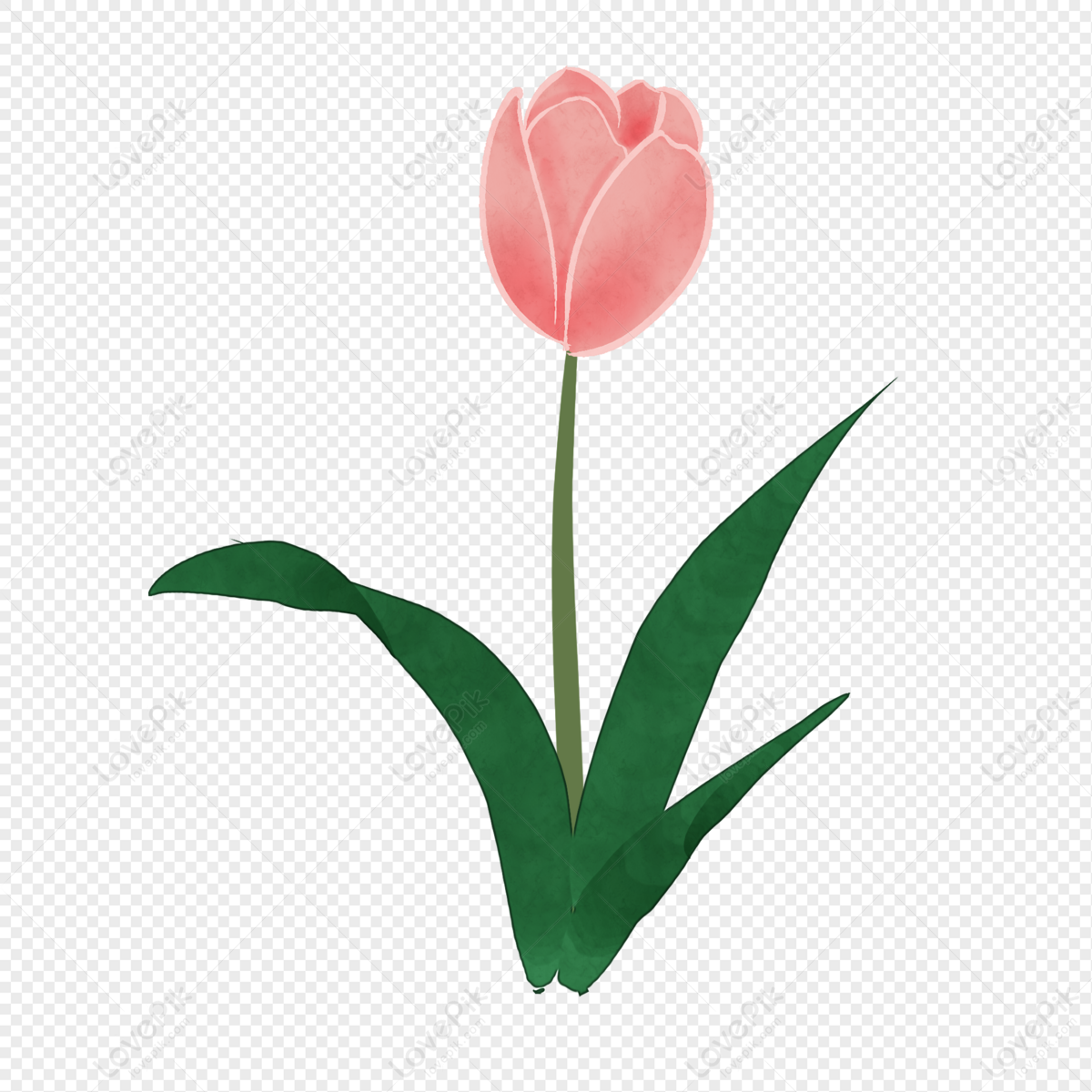 Hình ảnh Phim Hoạt Hình Hoa Tulip Màu Hồng PNG Miễn Phí Tải Về ...