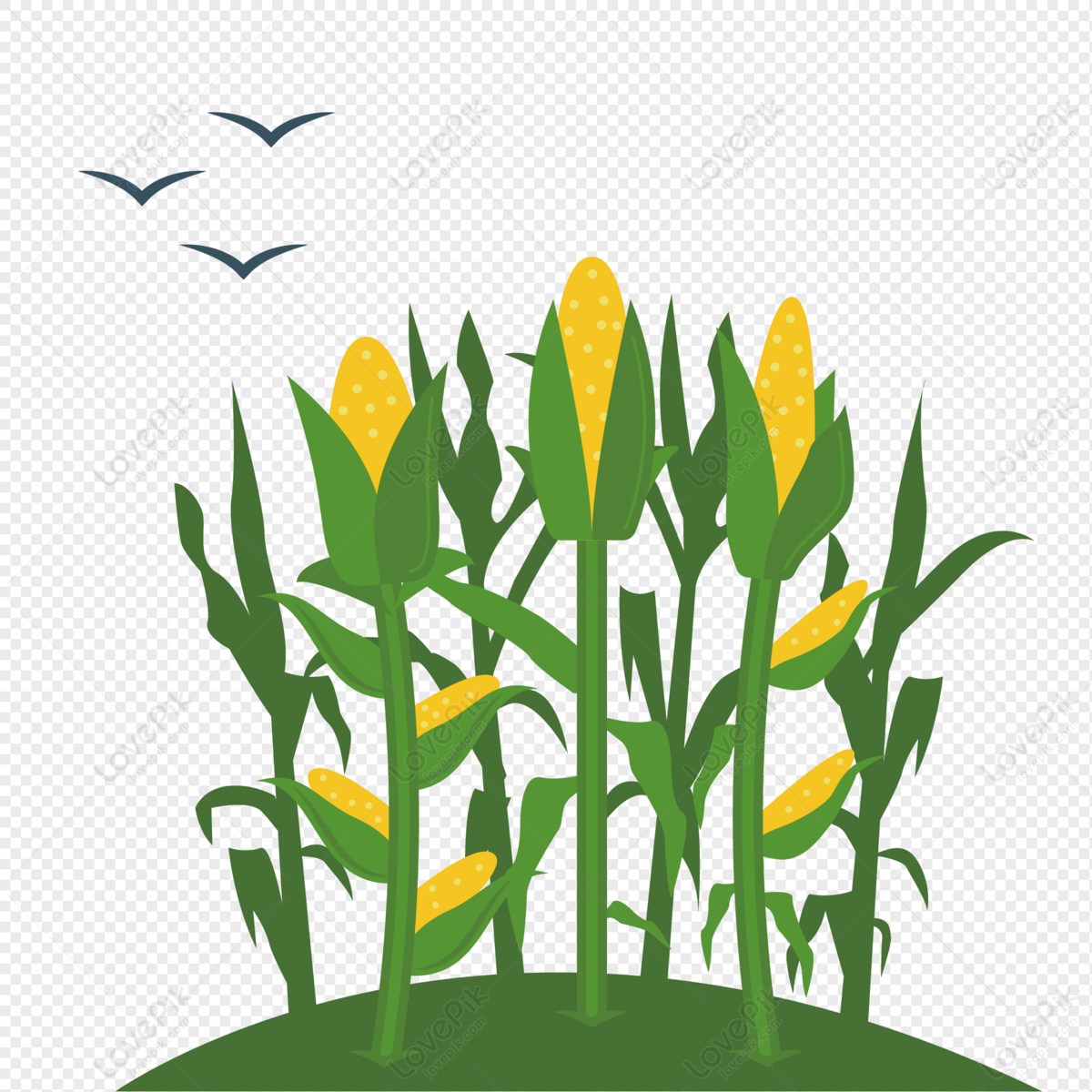 animated corn field