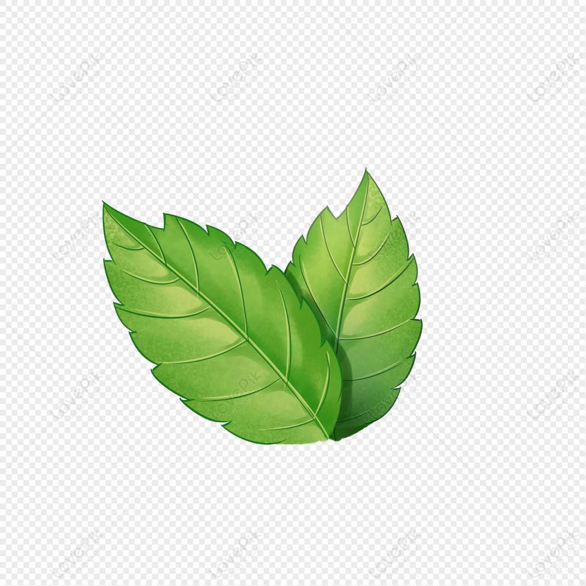 Hand Drawn Cartoon Small Fresh Plate Painted Mint Leaves Free PNG And  Clipart Image For Free Download - Lovepik | 401557349