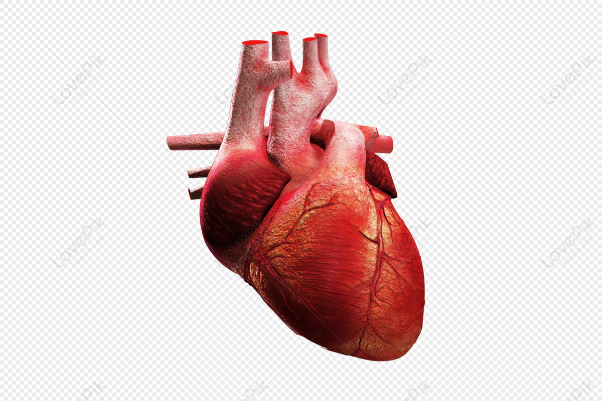 Un Poster Di Anatomia Che Mostra Il Cuore Umano, Foto Di Anatomia Del  Cuore, Anatomia, Cuore Immagine di sfondo per il download gratuito