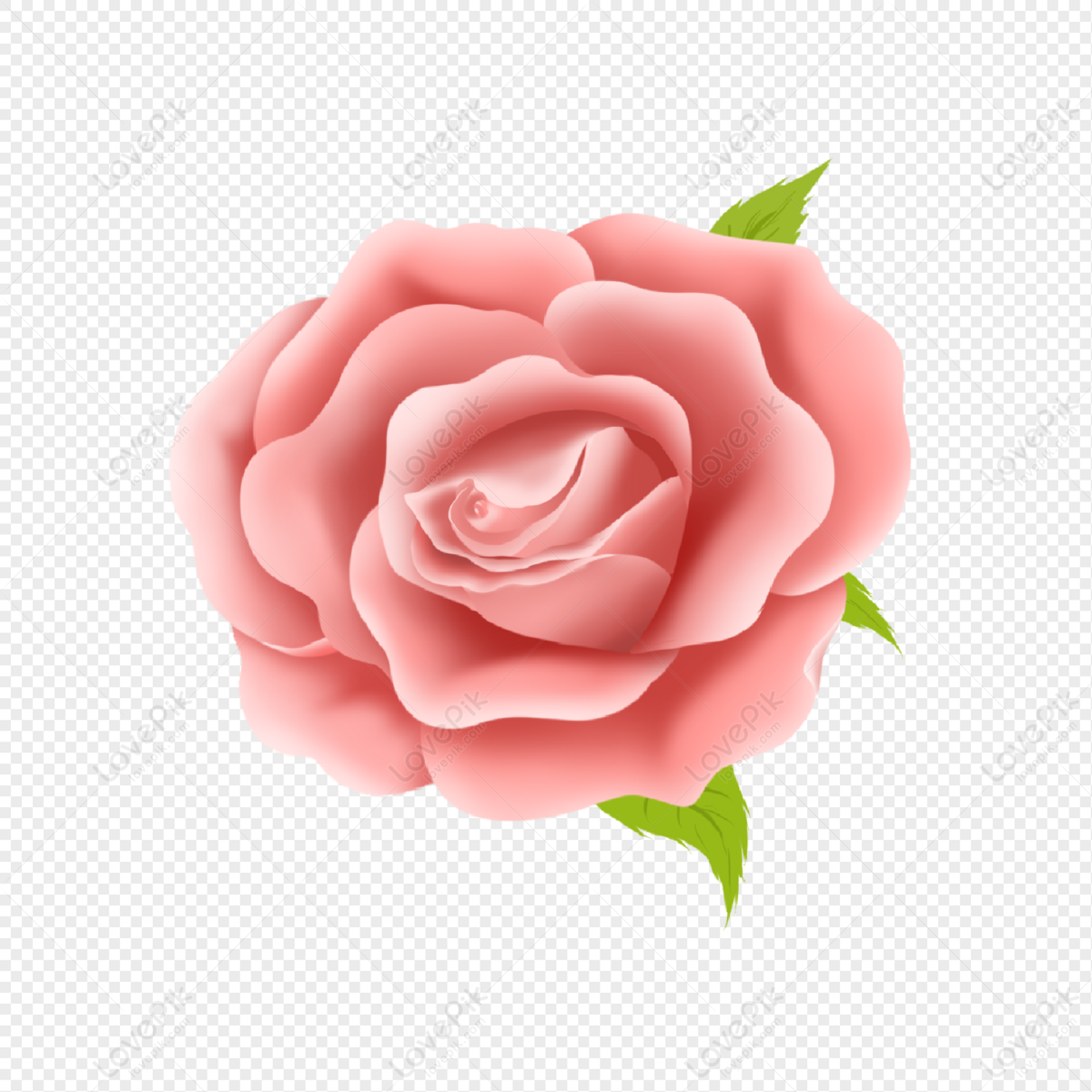Ảnh miễn phí: Hoa, Hoa hồng, màu da cam, màu hồng, Hoa hồng màu hồng, nở hoa,  Hoa | Hippopx