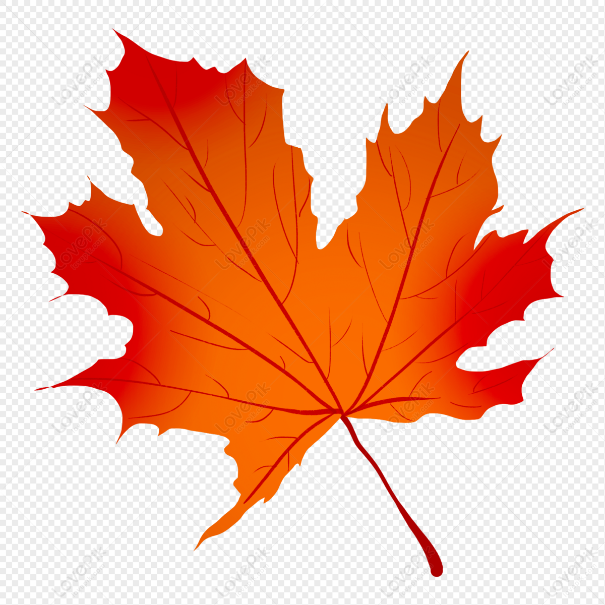 Red Maple Leaves PNG Image Free Download - Lovepik
