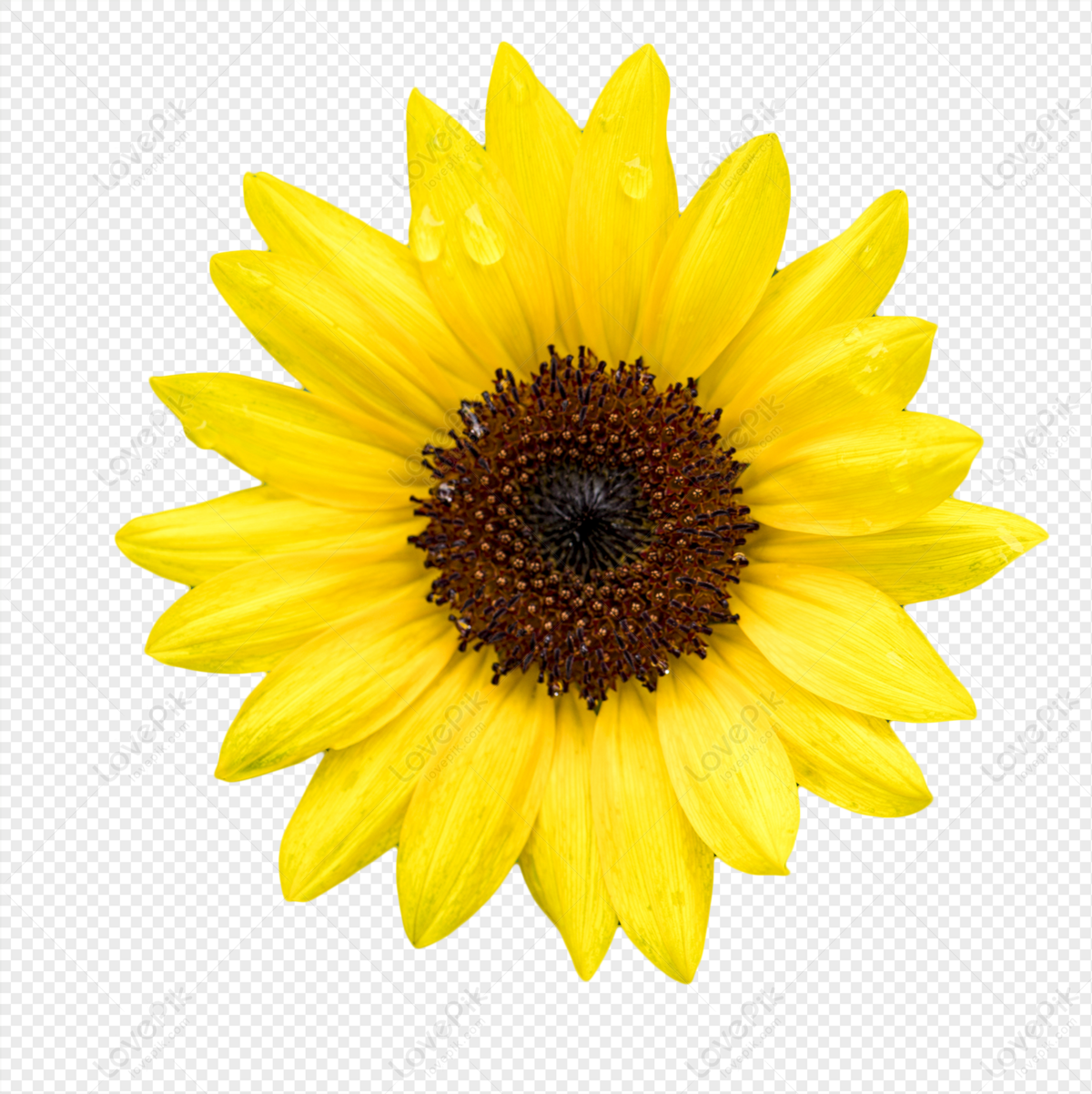 Beautiful Sun Flower PNG Images With Transparent Background | Free Download  On Lovepik
