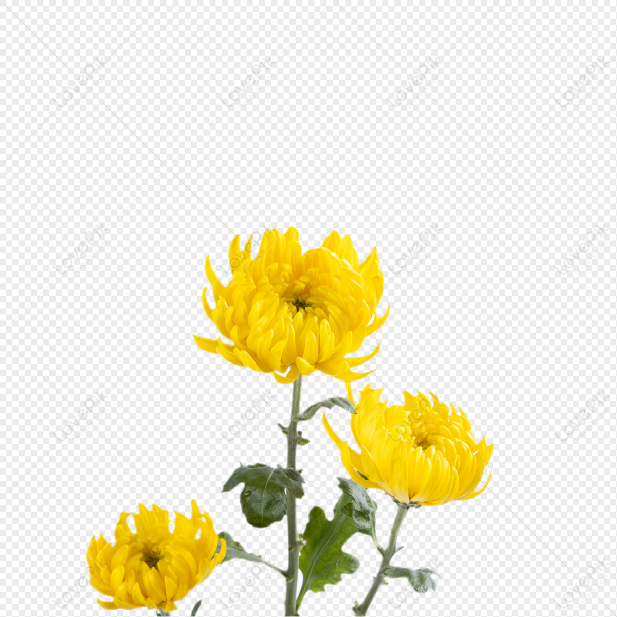 Photo de Fleur De Chrysanthème, jaune, chrysanthème, fleurs Graphique  images free download - Lovepik | 401676441