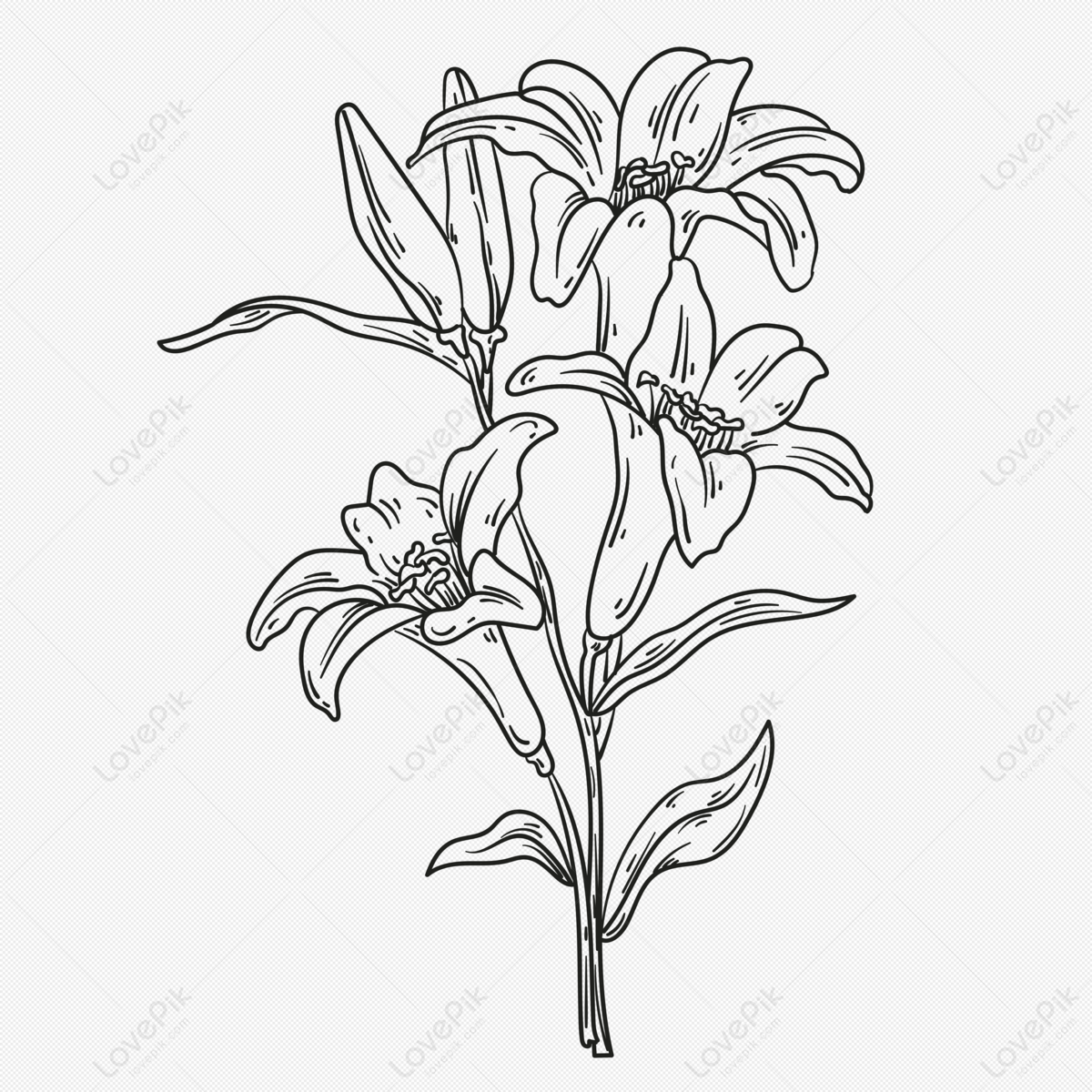 Lily flower drawing step by line arts Royalty Free Vector