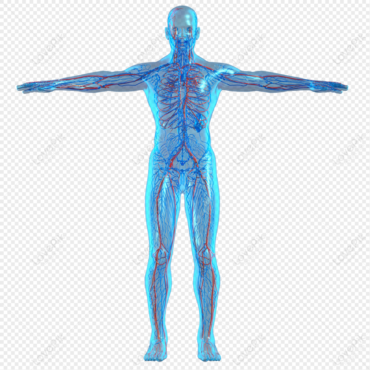 Human Body PNG, Vector, PSD, and Clipart With Transparent