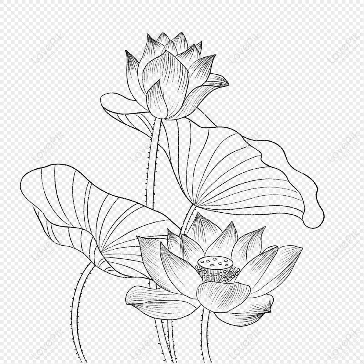 Summer Lotus And Lotus Leaf Line Drawing, Line Drawing, Leaf, Line PNG