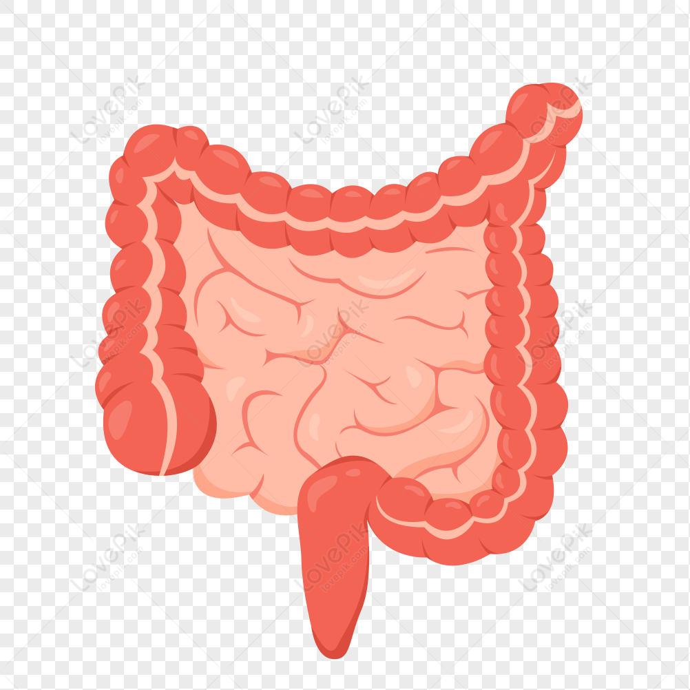 the large intestine, organic, medical, small intestine png white transparent