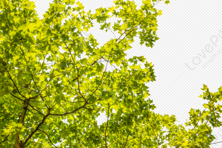 green trees on white background