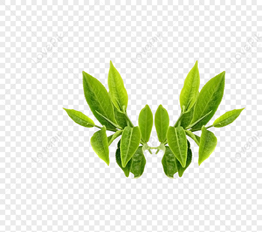 Green Tea Leaves PNG Images With Transparent Background | Free Download On  Lovepik