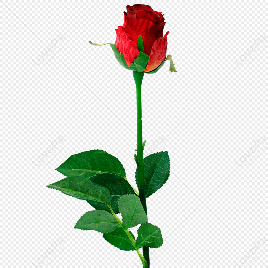 Rose PNG Picture And Clipart Image For Free Download - Lovepik | 400390525