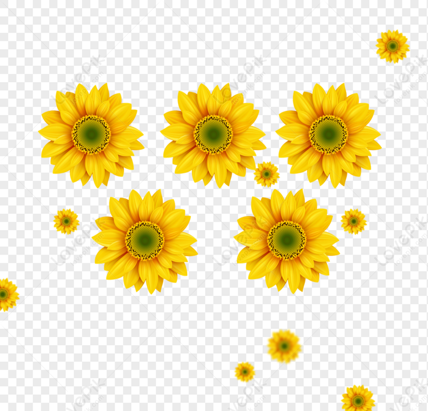 Girasol PNG Imágenes Gratis - Lovepik