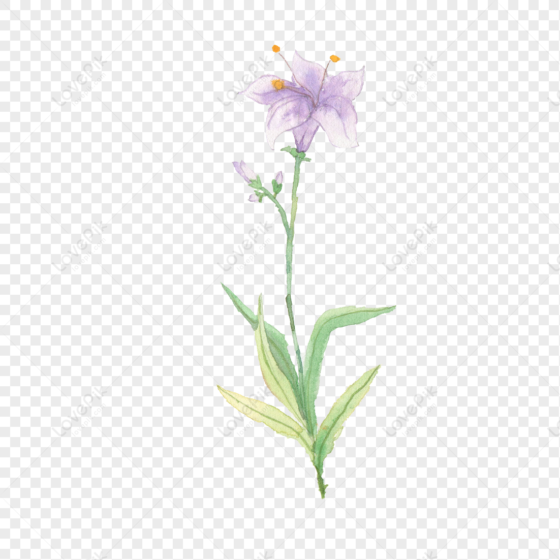 Freesia Flower PNG Images With Transparent Background