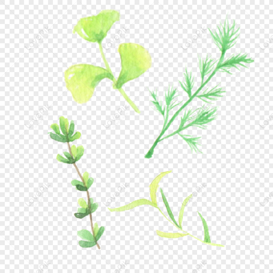 Desenhos Animados Algas Waterweed Pintados à Mão Em Aquarela PNG Imagens  Gratuitas Para Download - Lovepik