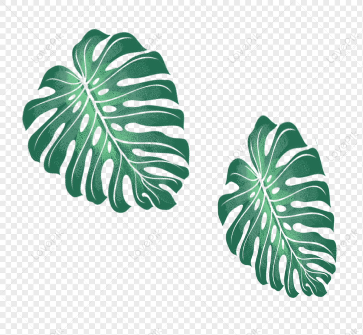 Plant Leaves, Green Leaves, Leaves Monstera, Leaves Vector PNG Hd ...