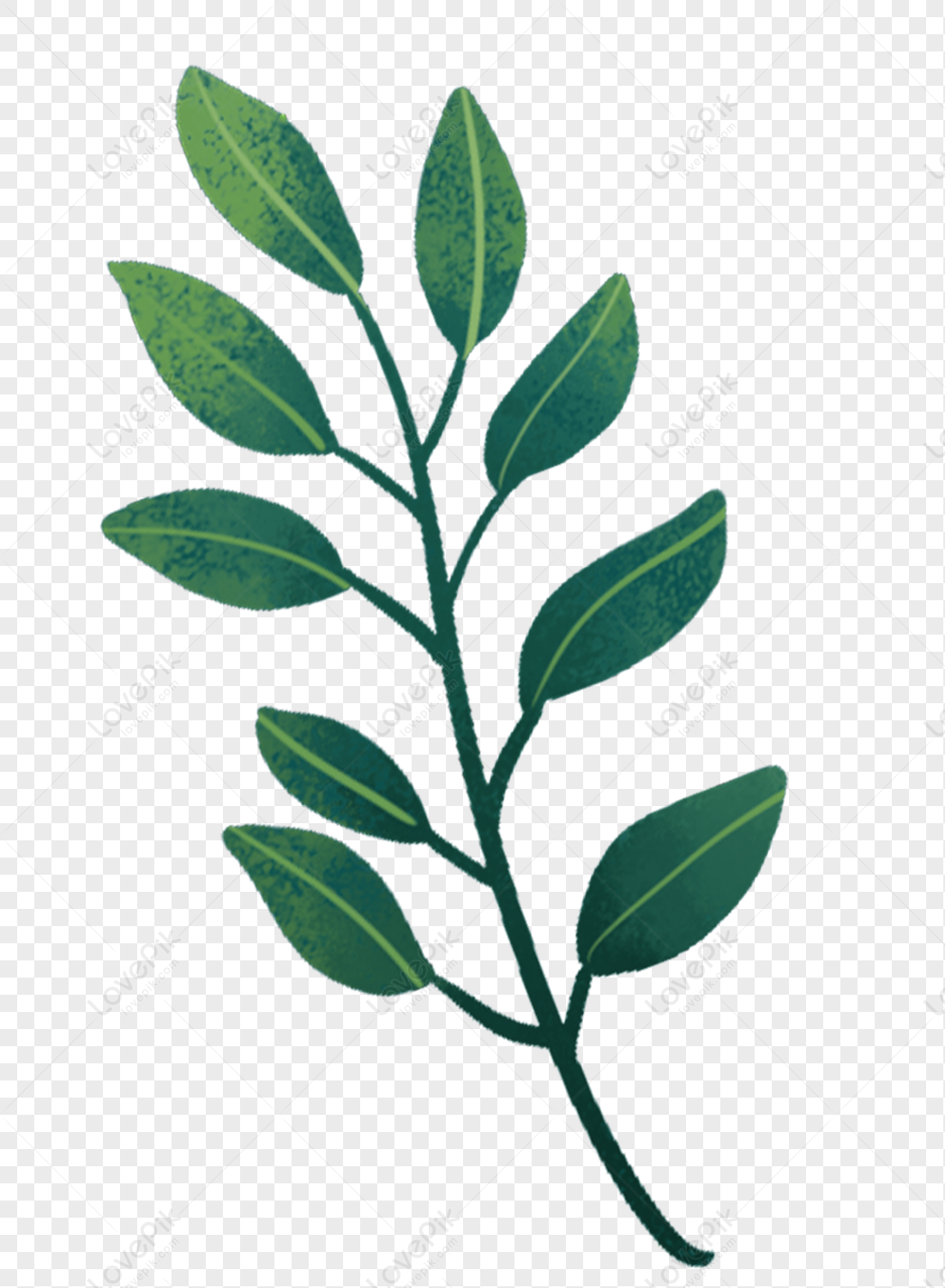 Plant Leaves, Leaf Plant, Plant Transparent, Green Plant PNG Picture ...